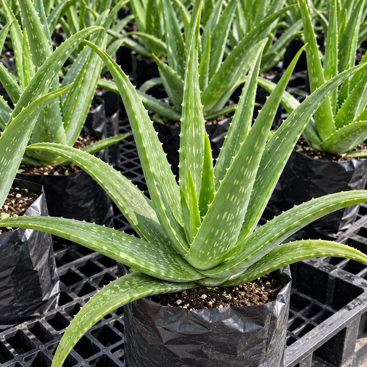 Aloe Vera