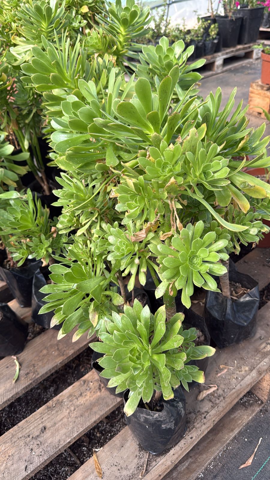 Aeonium , Siempre viva