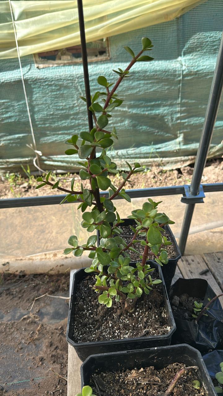 Arbol de Jade