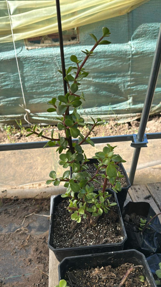 Arbol de Jade