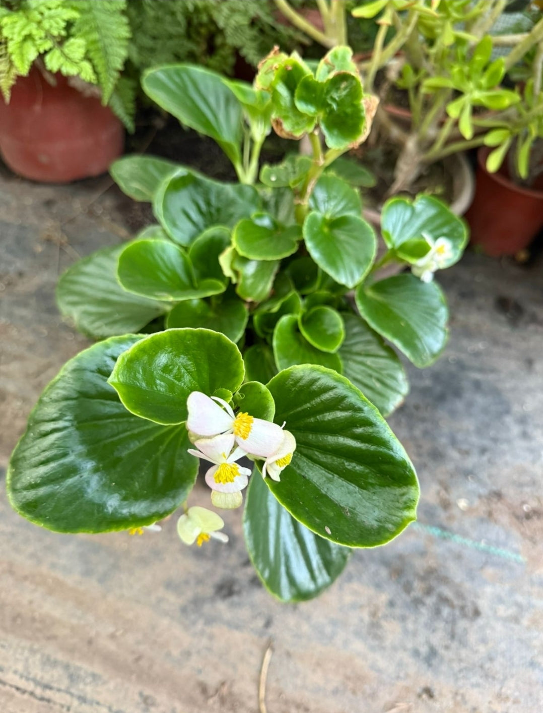 Begonia Porcelana