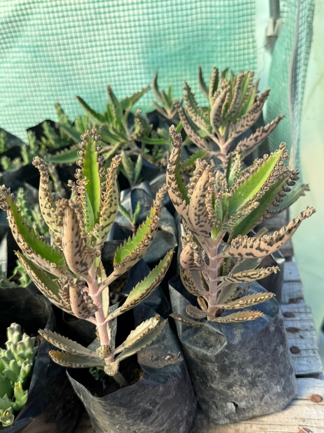 Calanchoe