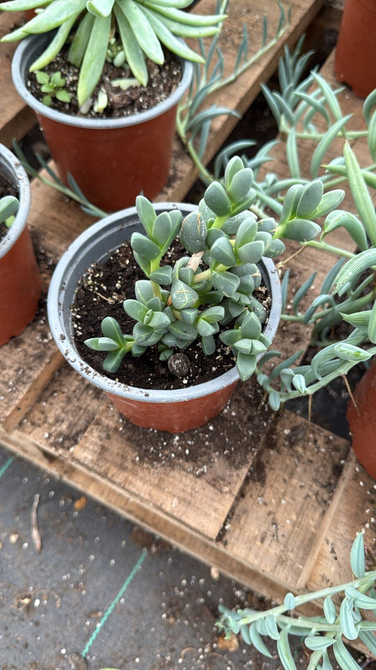 Corposcularia Ihemannil