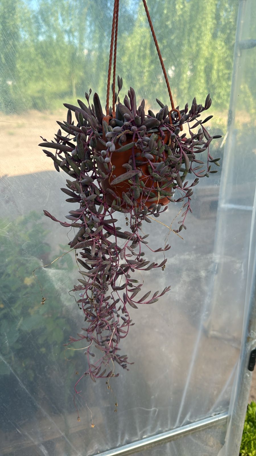 Crassothona Capenesis