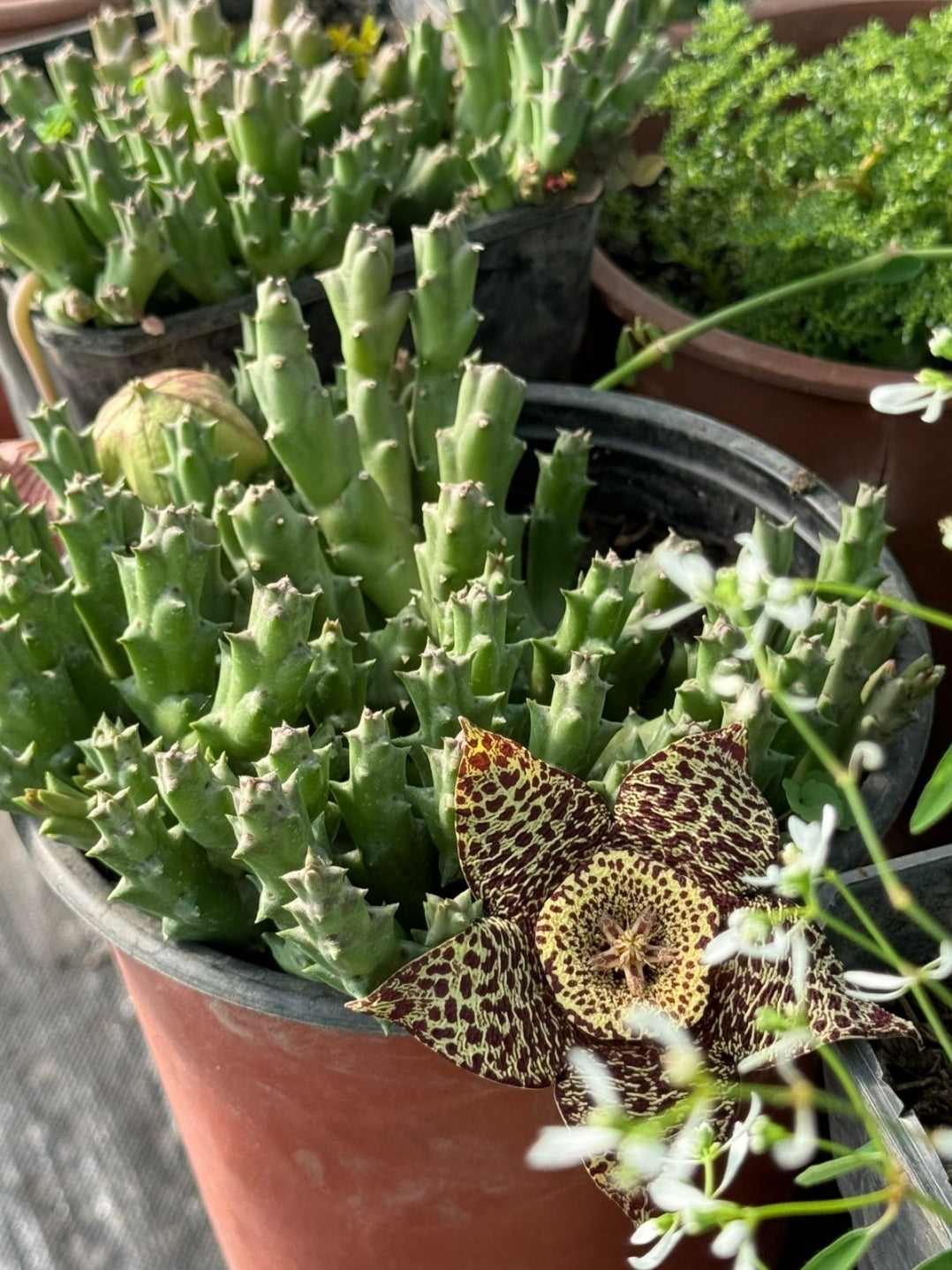 Flor de Lagarto