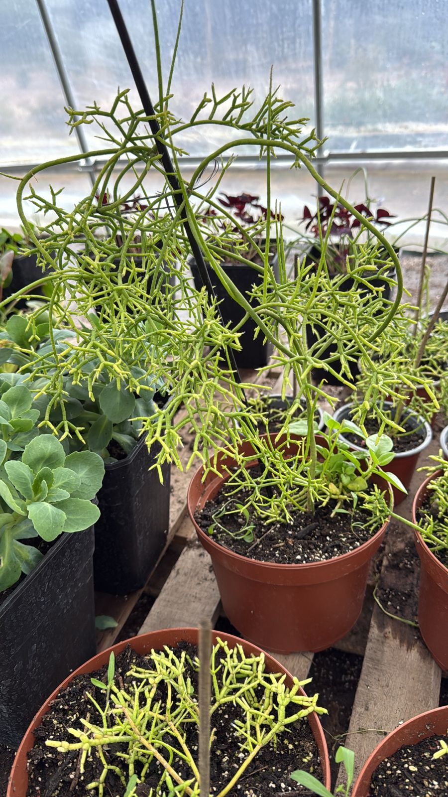 Rhipsalis Cereuscula