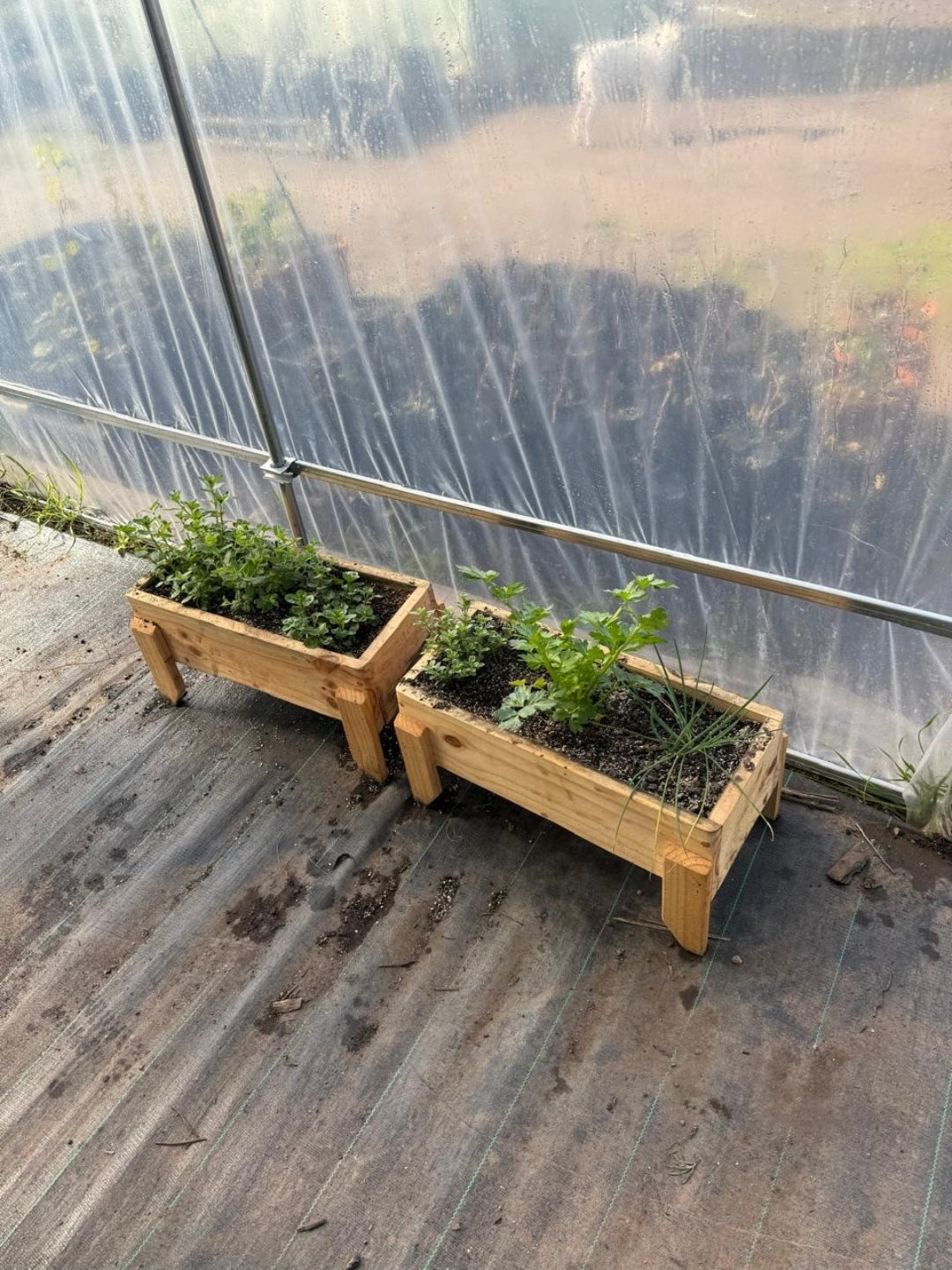 Jardinera variedades