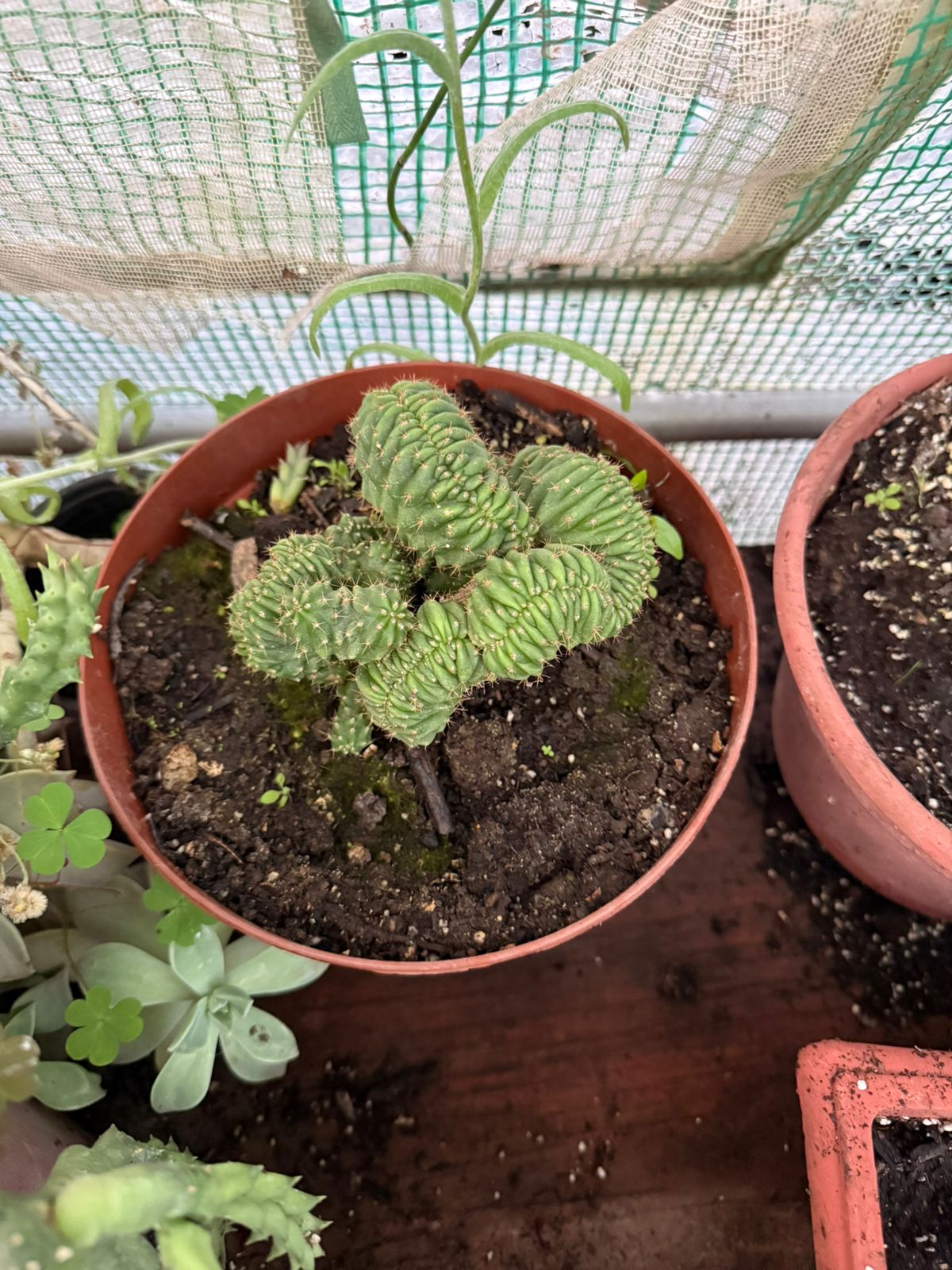 Cactus cerebro