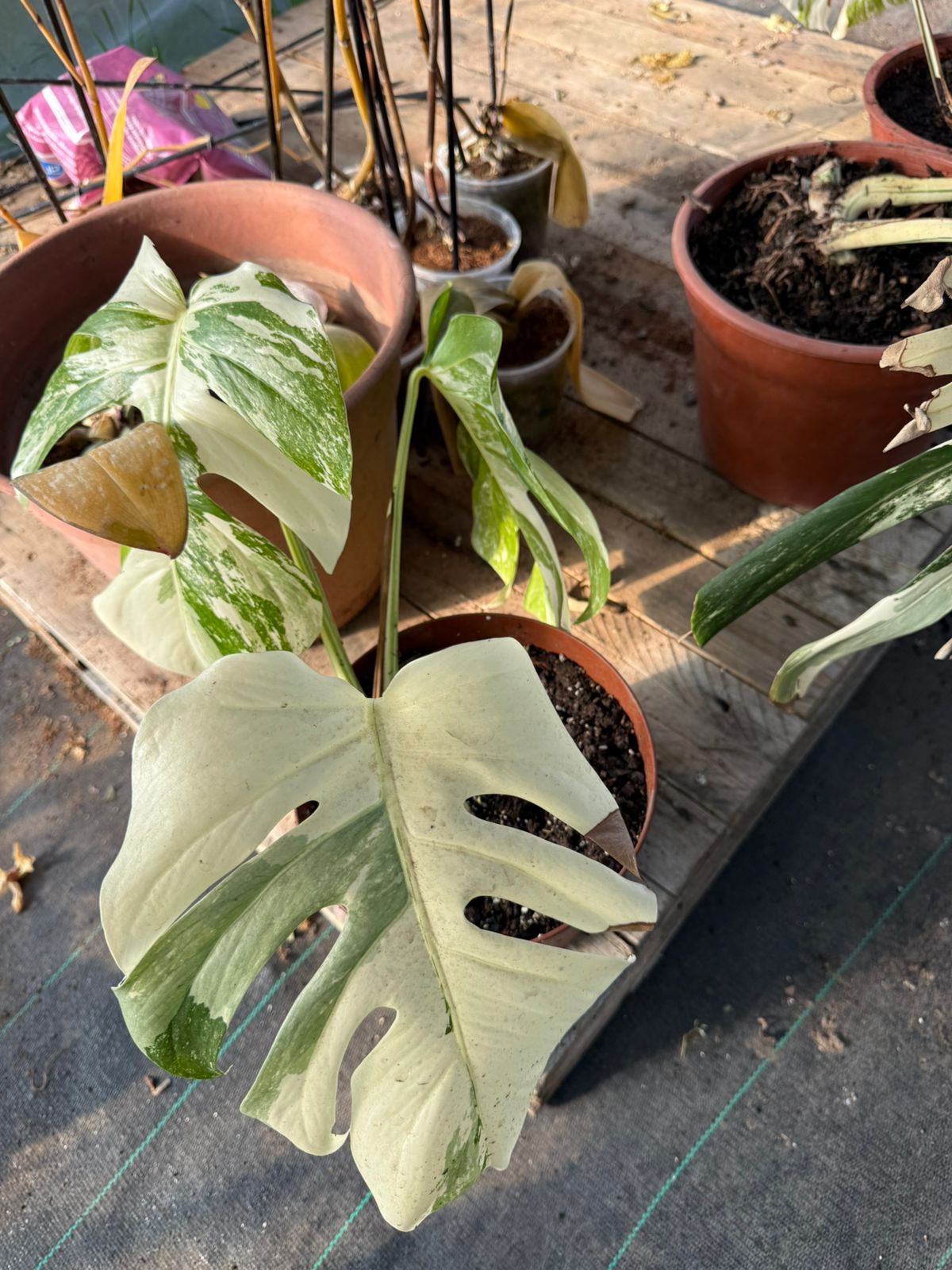 Monstera deliciosa variegata
