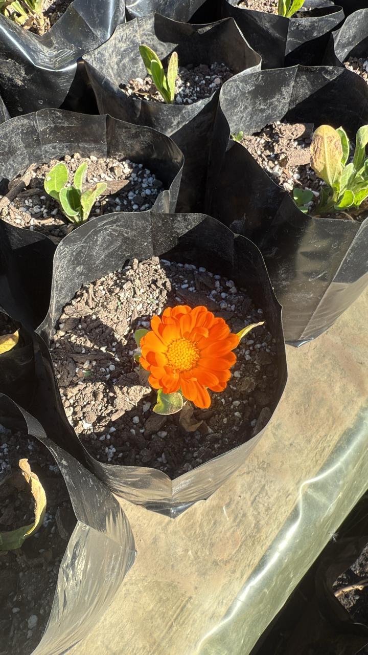 Calendula
