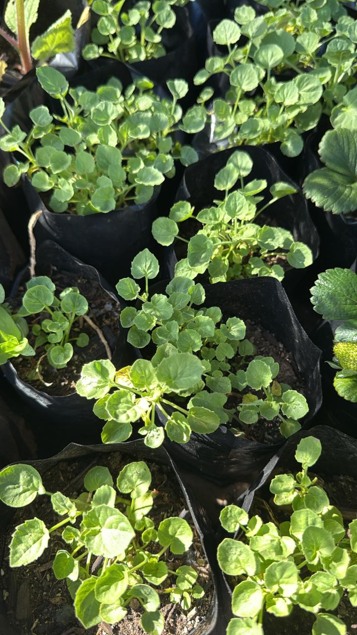 Campanilla