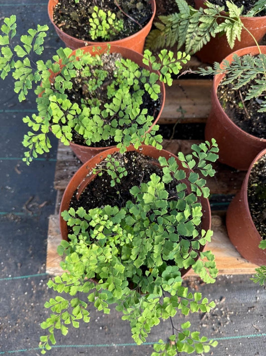 Palito negro o culantillo