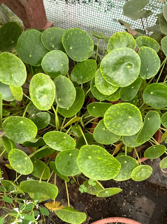 Pilea