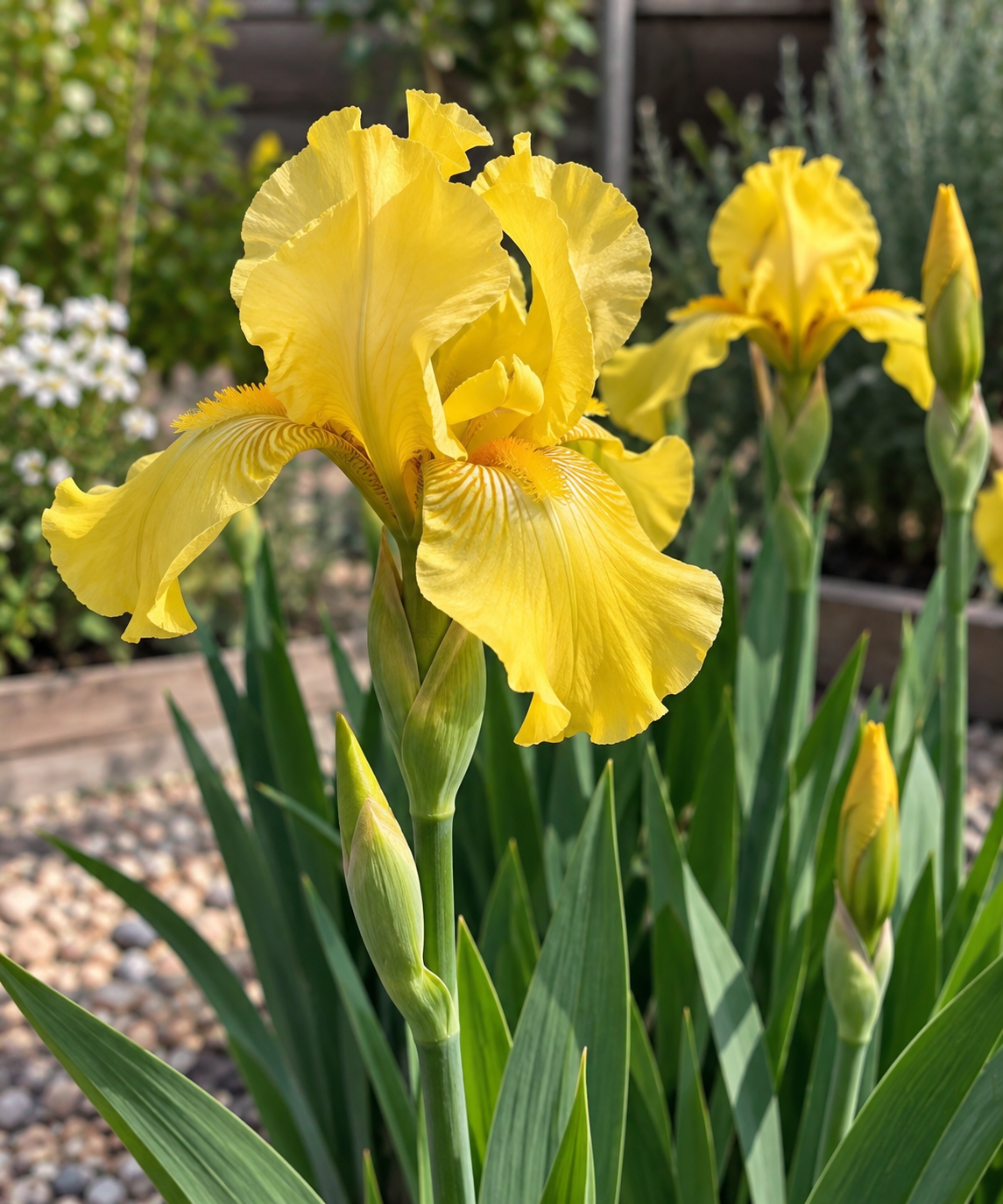 Lirio común o Iris Germánica amarillo