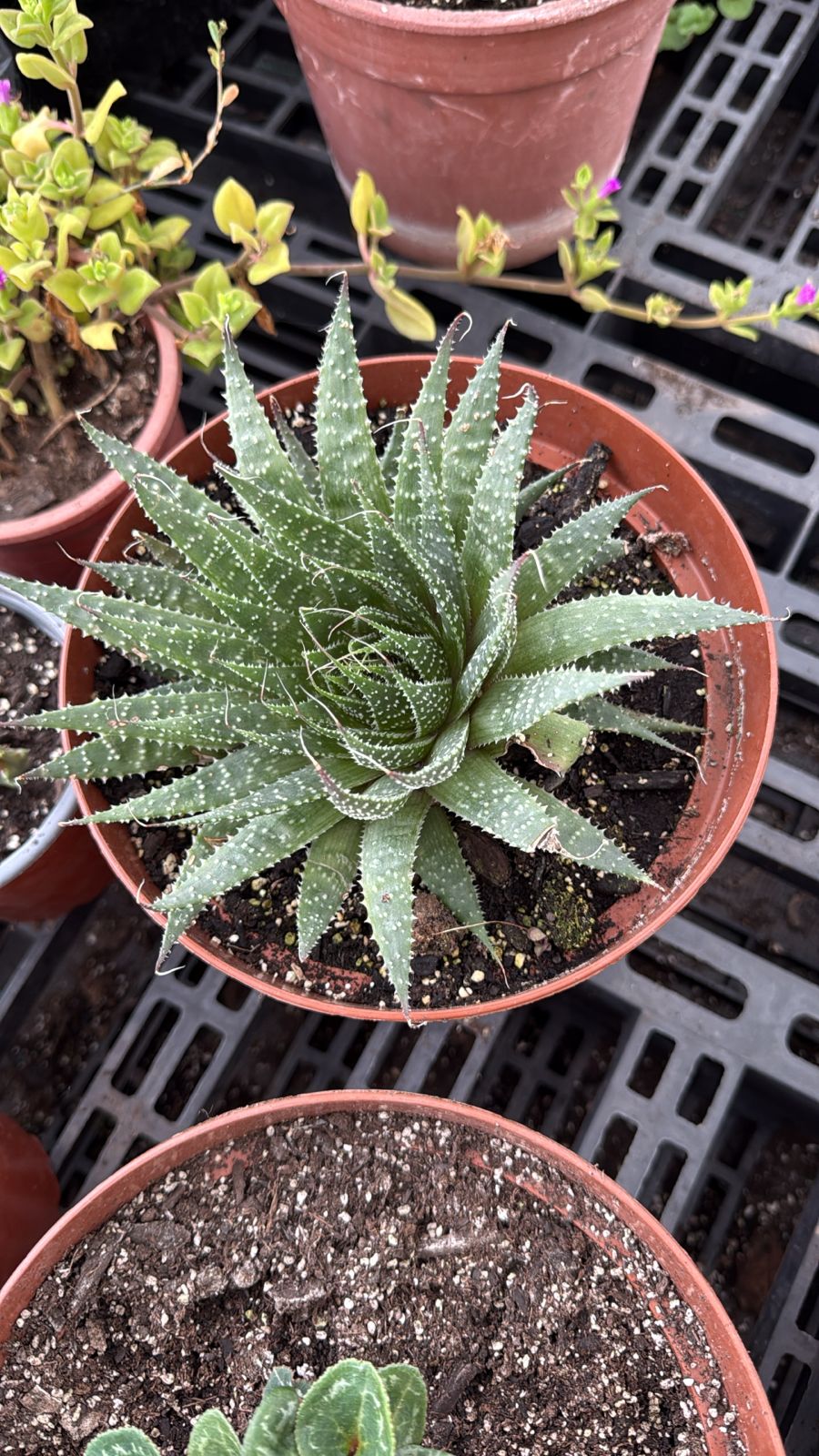 Aloe Aristata