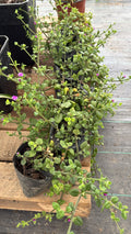 Aptenia cordifolia cubresuelo