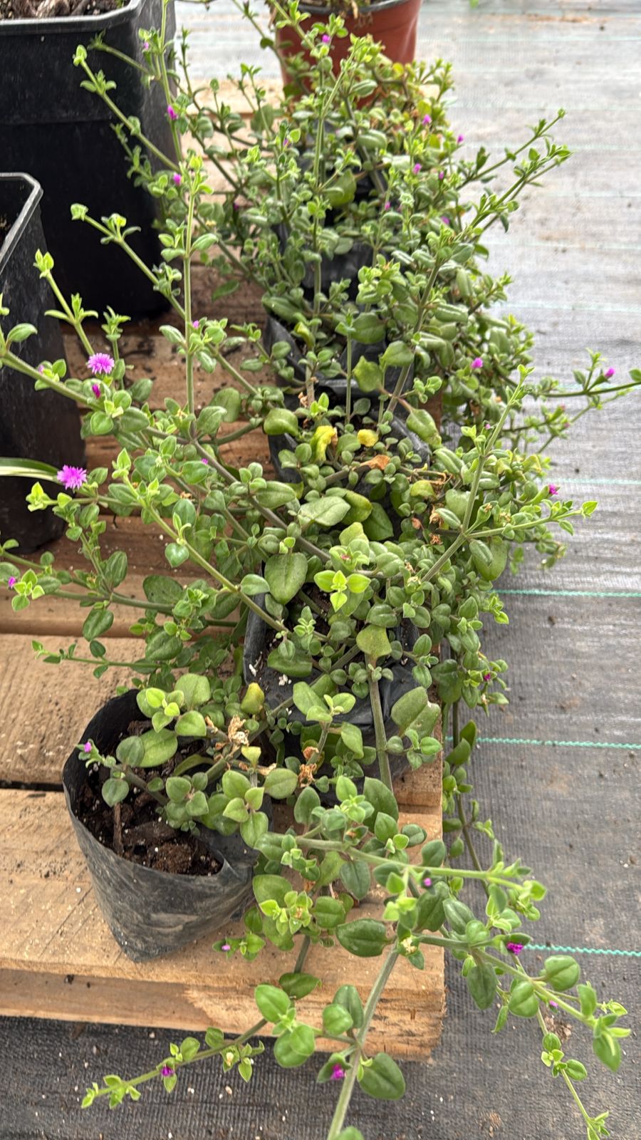 Aptenia cordifolia cubresuelo