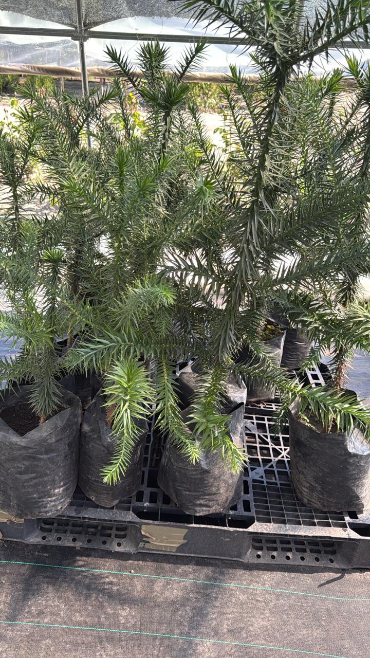 Araucaria Chile 1 mt