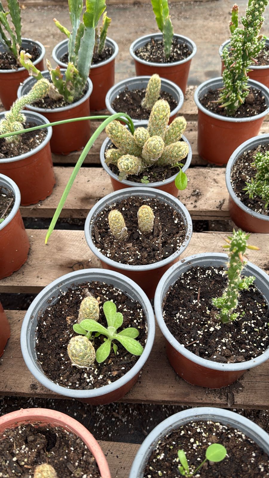Cactus Mammilaria Elongata