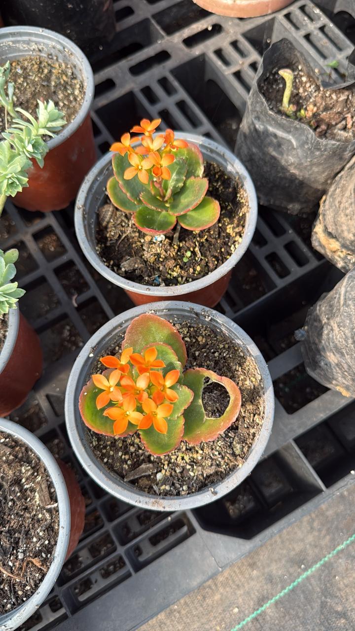 Escarlata