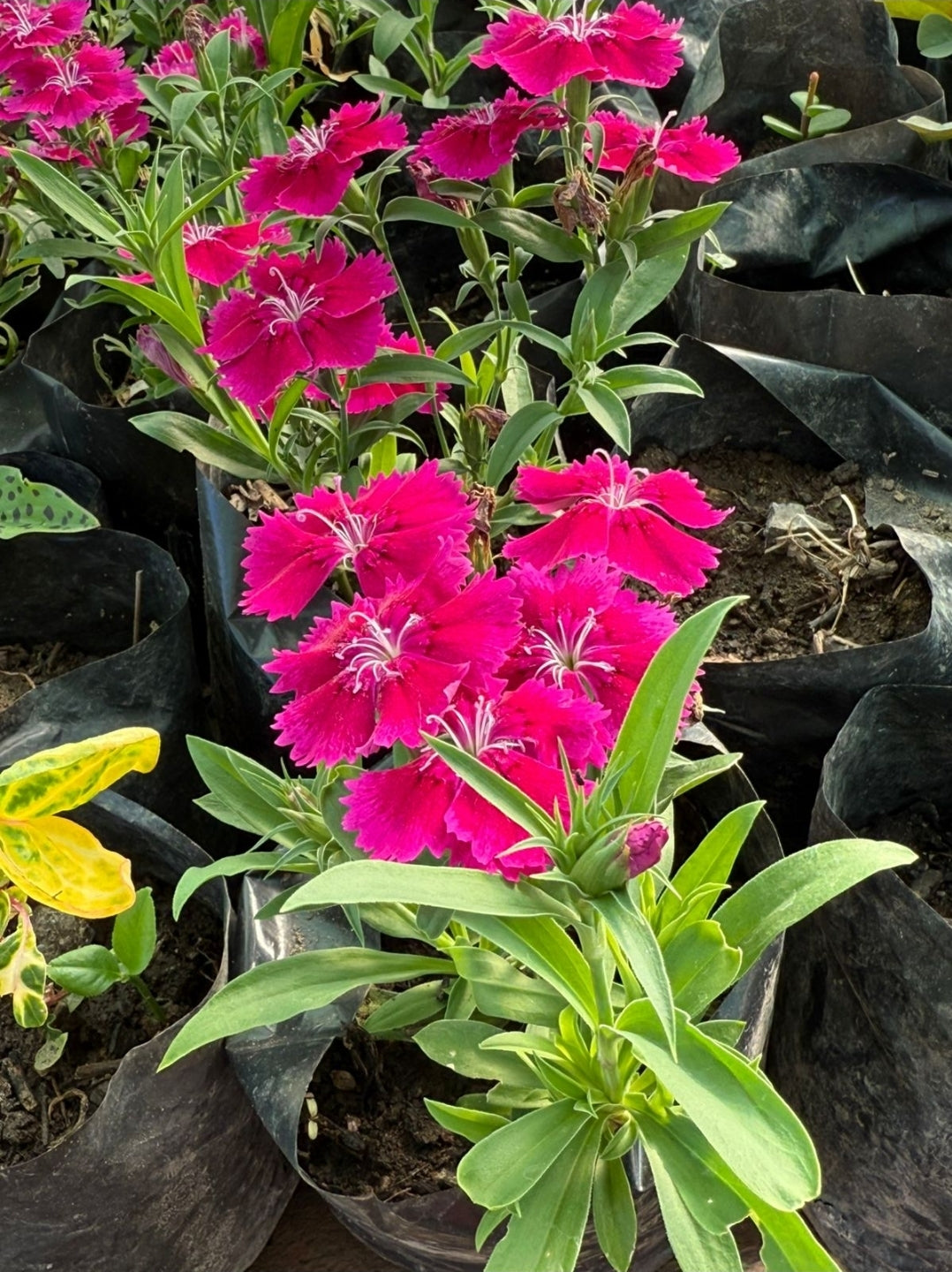 Clavelina fucsia