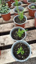 Crassula Muscosa