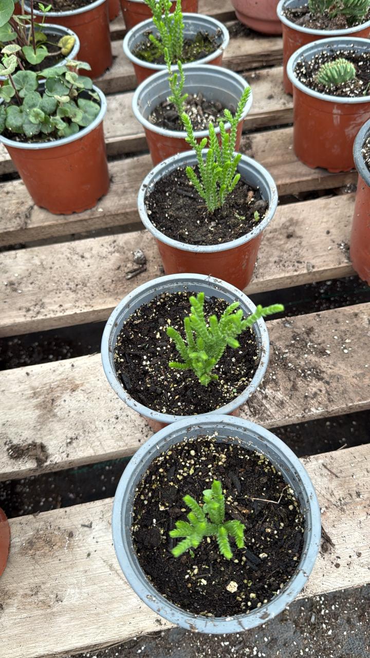 Crassula Muscosa