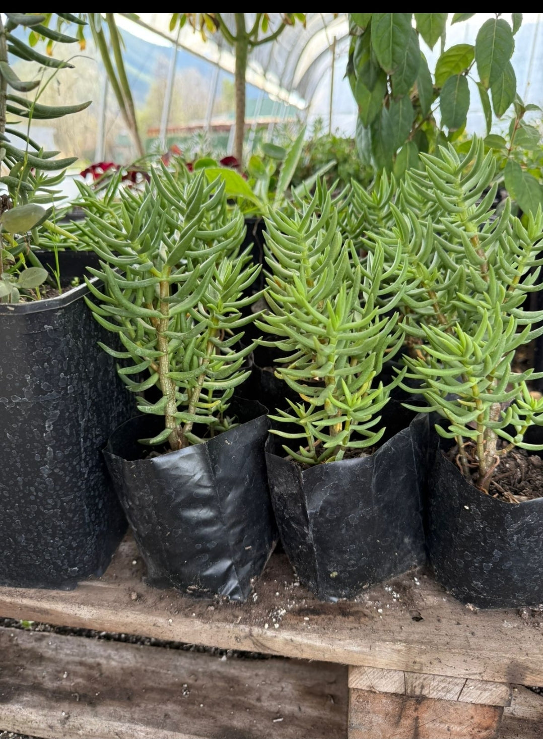Crassula Tetragona