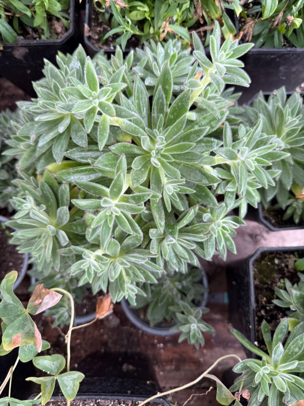 Echeveria