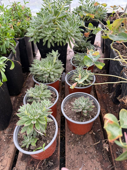 Echeveria