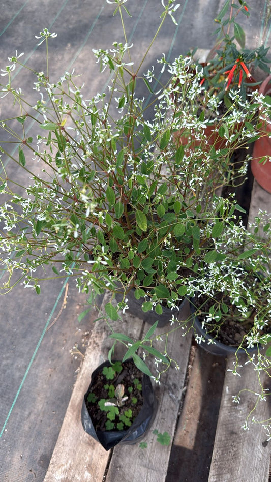 Euphorbia Blanca
