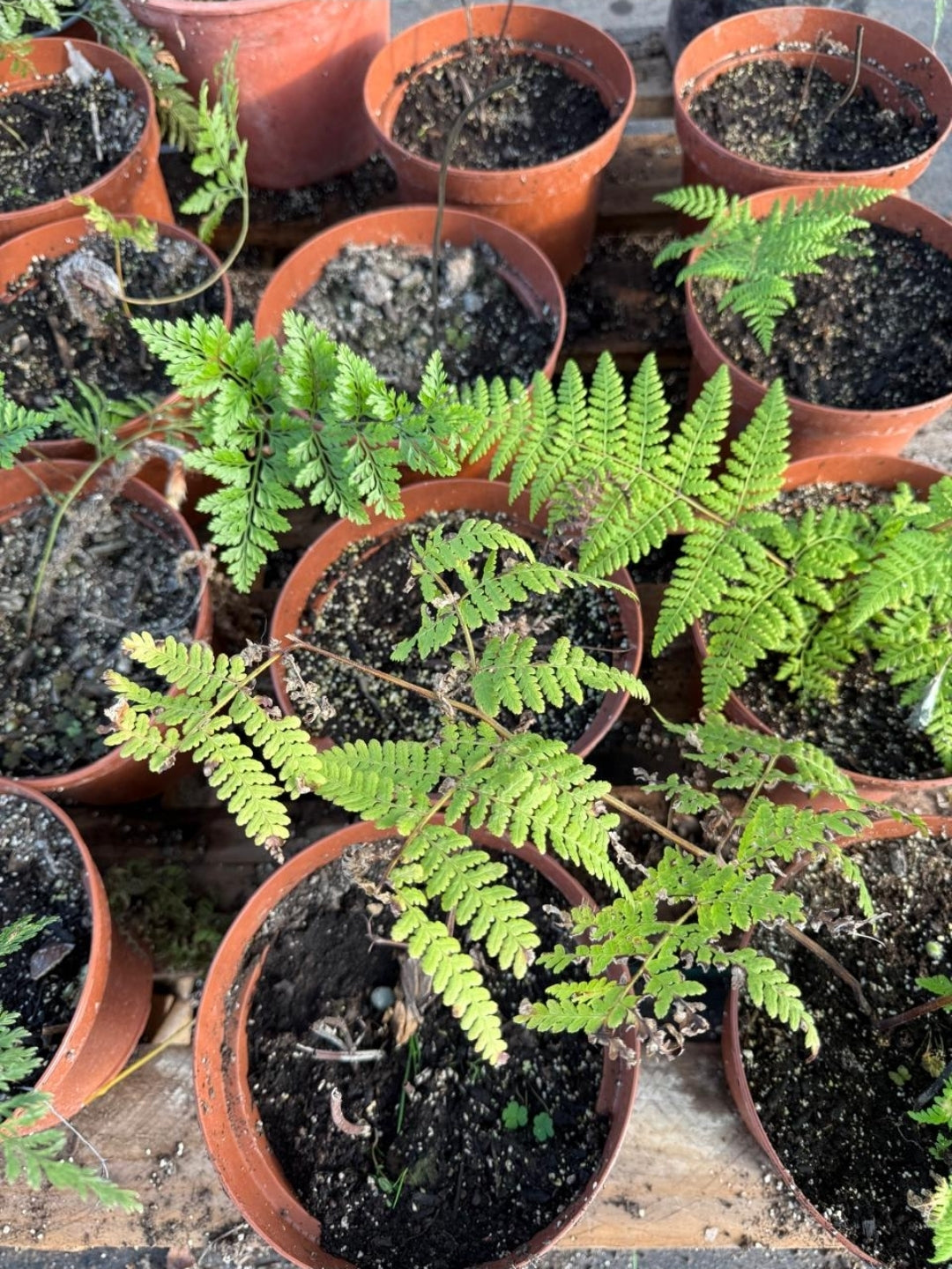 Helecho Pteridium