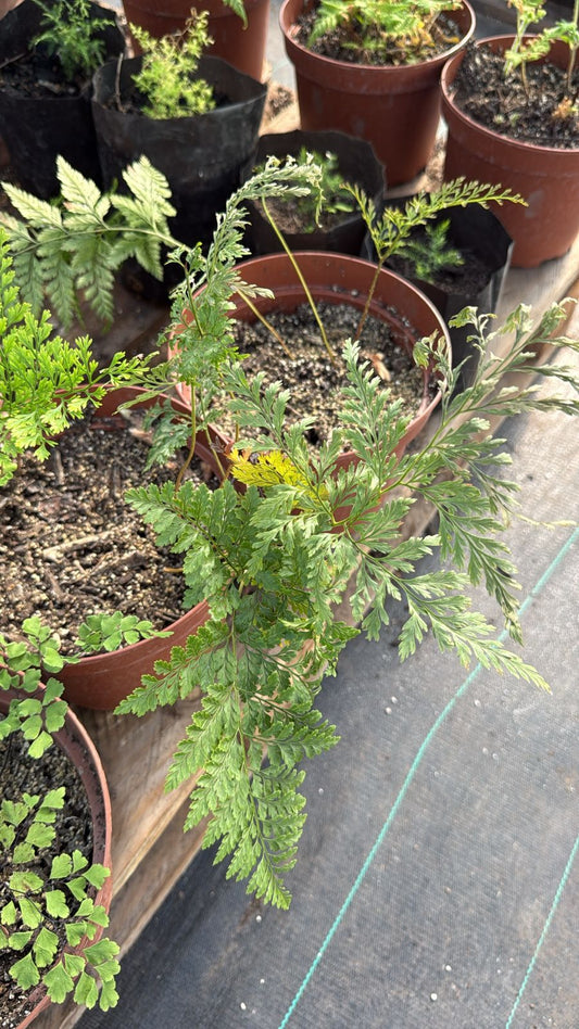 Helecho Pata de Conejo