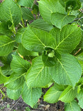 Hortencia