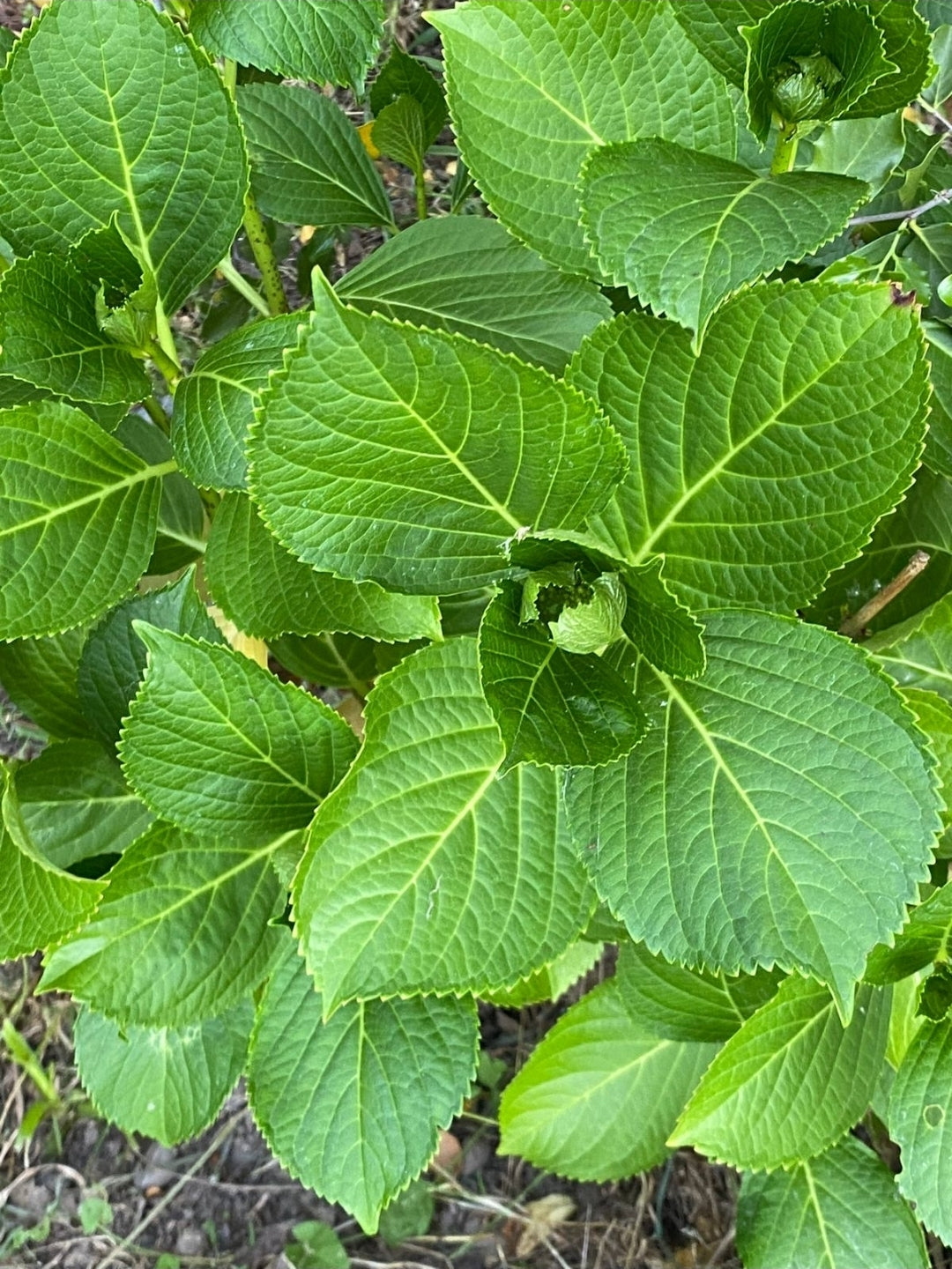 Hortencia