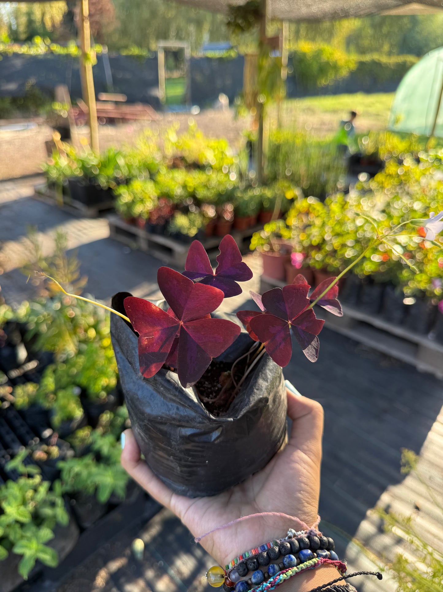 Oxalis Morada o Trébol Morado