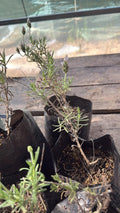 Lavanda