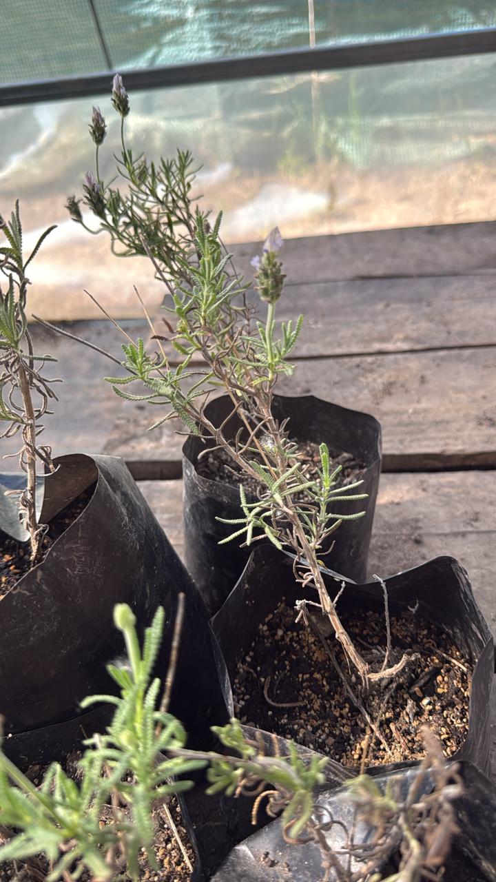 Lavanda