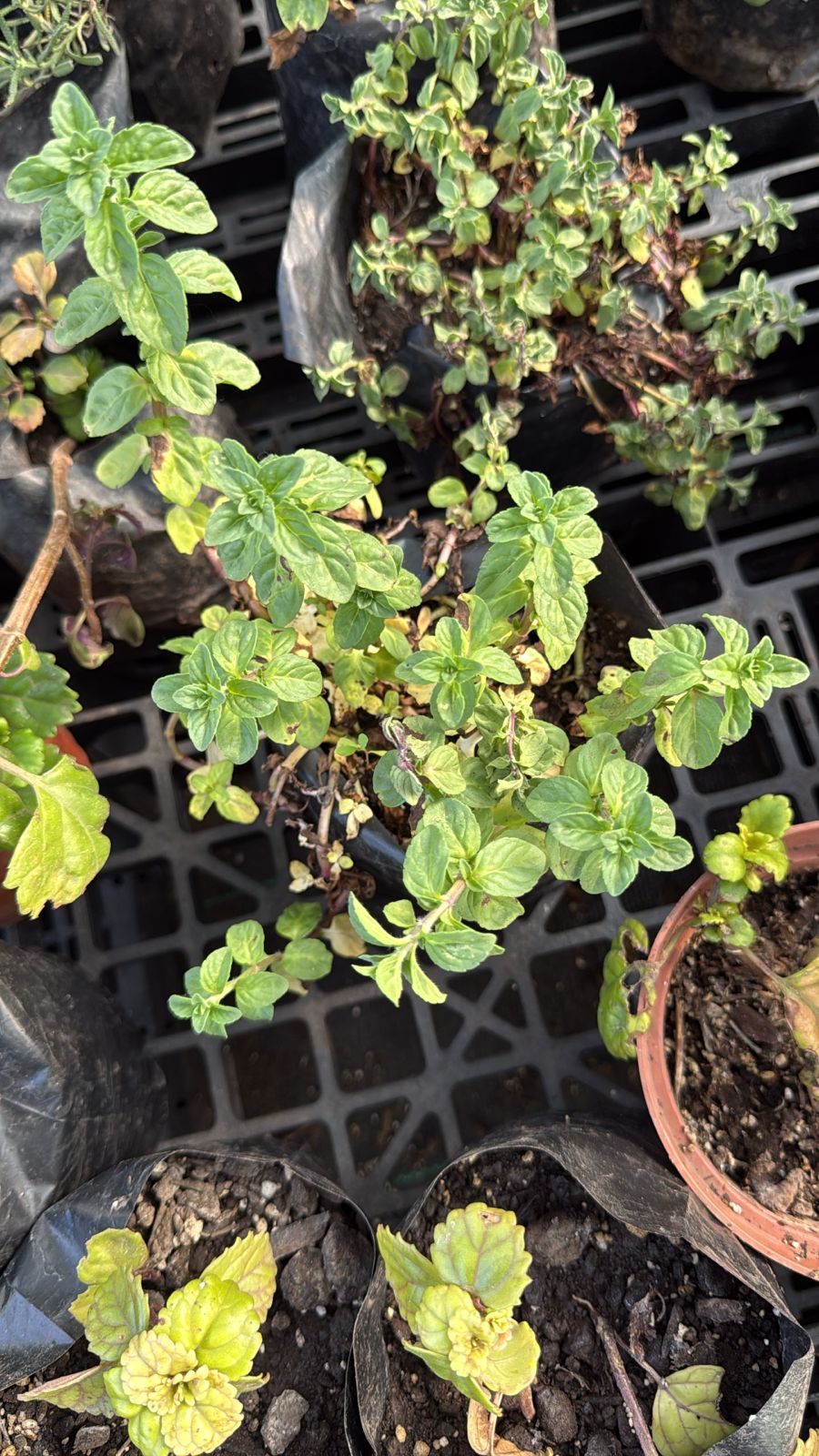 Oregano