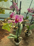 Orquidea Mini
