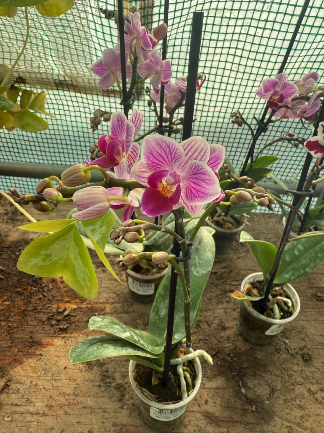 Orquidea Mini