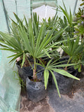 Palmera Chilena