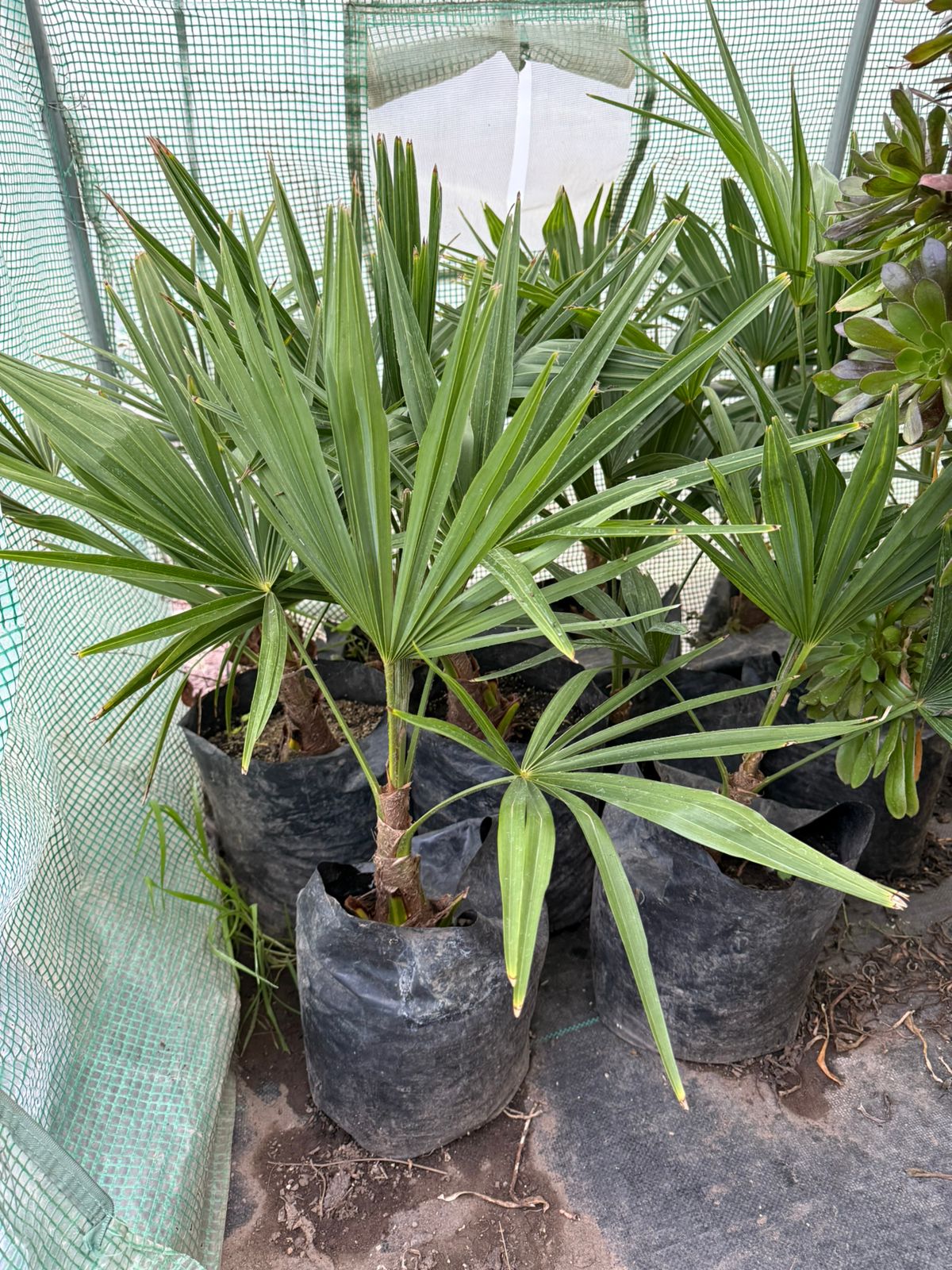 Palmera Chilena