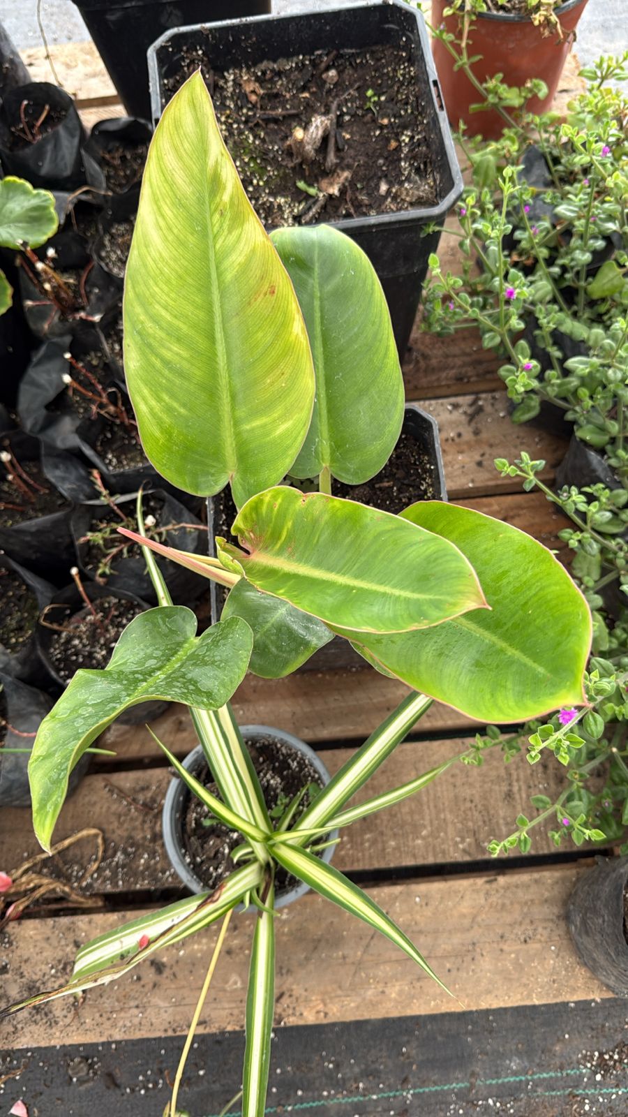 Philodendro Longifolio