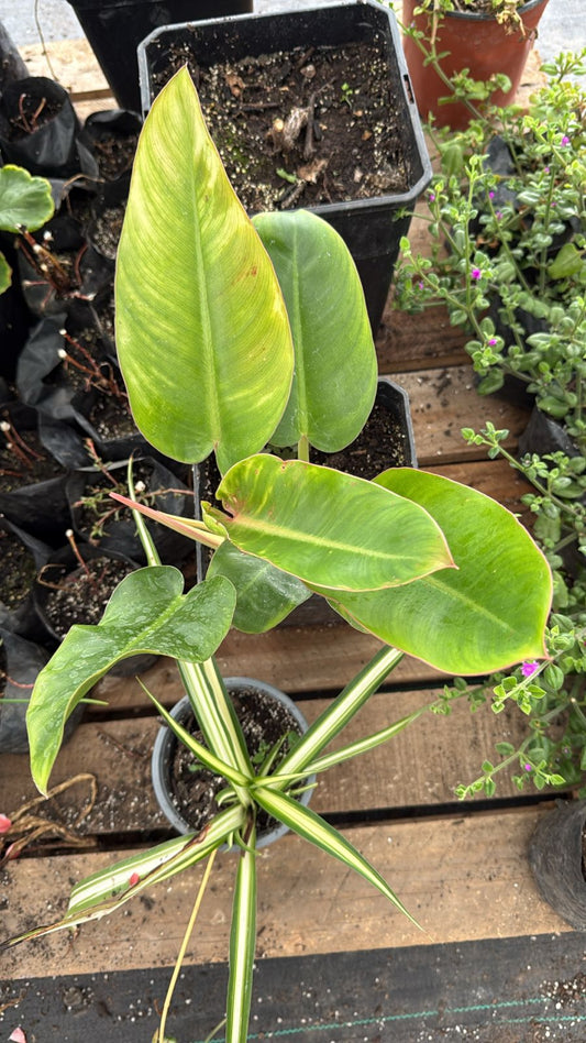 Philodendro Longifolio