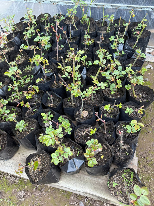 Rosa bolsa ( amarilla , blanca , roja )