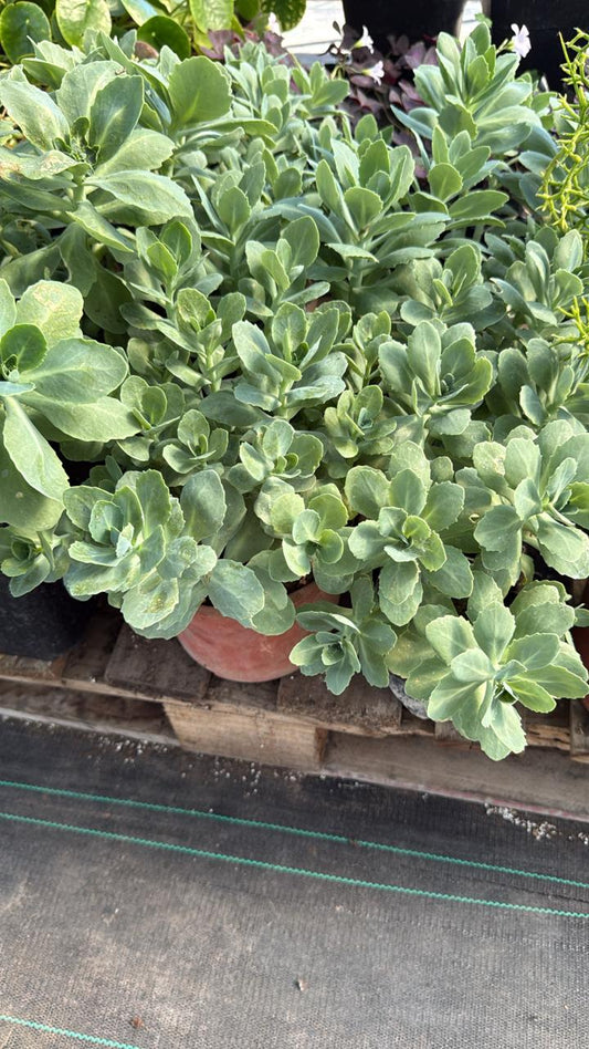 Sedum Brillante