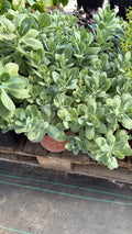 Sedum Verde