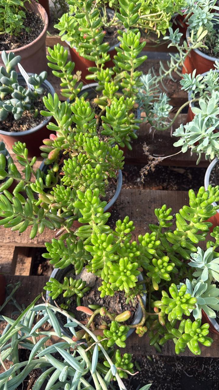 Sedum Rojo