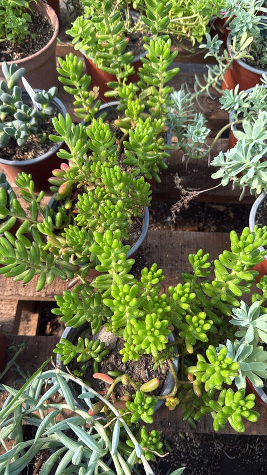 Sedum Rojo